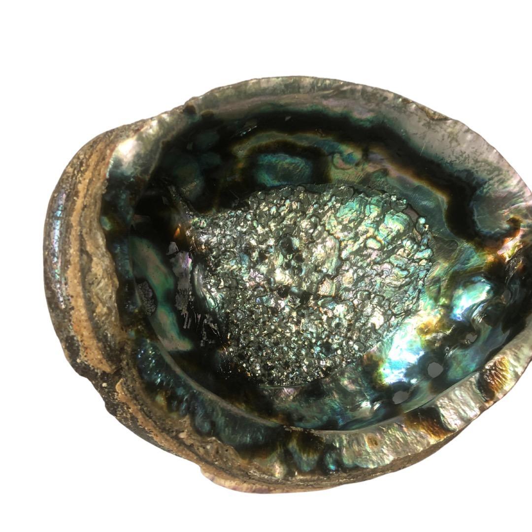 Abalone Shells - Sage N Thangs