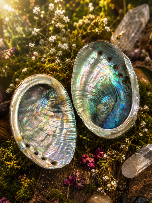 Abalone Shells