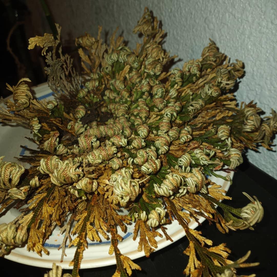 Rose of Jericho by Sage N Thangs