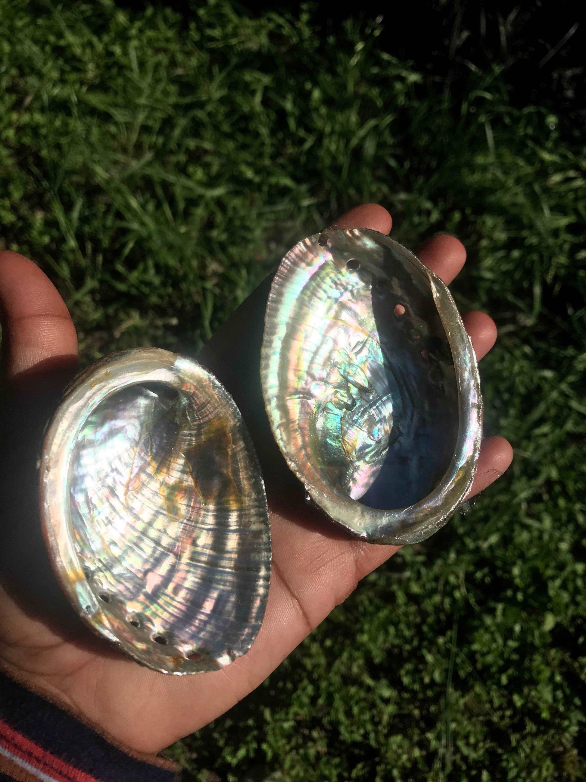 Abalone Shells - Sage N Thangs